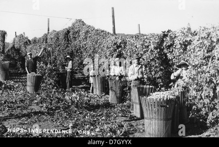 Le houblon récolte près de l'indépendance, l'Oregon Banque D'Images