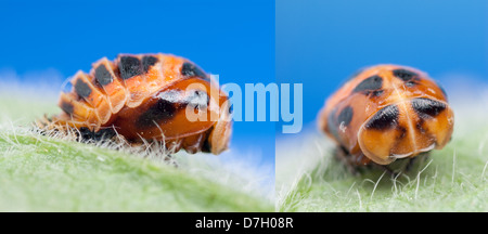 Nymphe Coccinelle arlequin Harmonia axyridis Banque D'Images