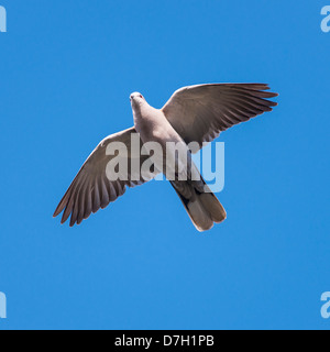 Une tête ( Streptopelia decaocto ) en vol Banque D'Images