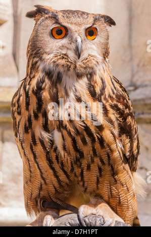 Une captive d'Eagle Owl Bubo bubo ( ) au Royaume-Uni Banque D'Images