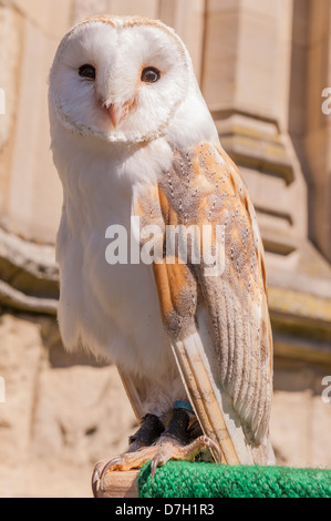 Une captive d'Effraie des clochers (Tyto alba) au Royaume-Uni Banque D'Images