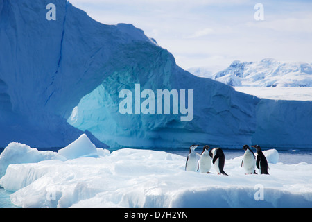 Les trois espèces de manchots Adélie, Brush-Tailed jugulaire Penguin, Pingouin, et Gentoo pingouin. L'antarctique Banque D'Images