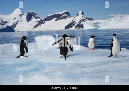 Les trois espèces de manchots Adélie, Brush-Tailed jugulaire Penguin, Pingouin, et Gentoo pingouin. L'antarctique Banque D'Images