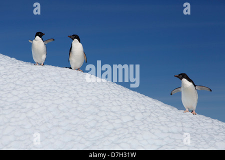 Manchot Adélie (Pygoscelis adeliae), l'Île Petermann, Antarctique. Banque D'Images