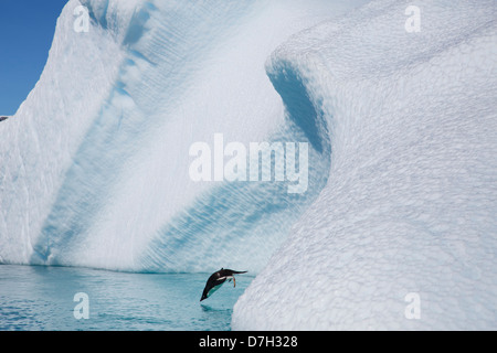 Manchot Adélie (Pygoscelis adeliae), l'Île Petermann, Antarctique. Banque D'Images