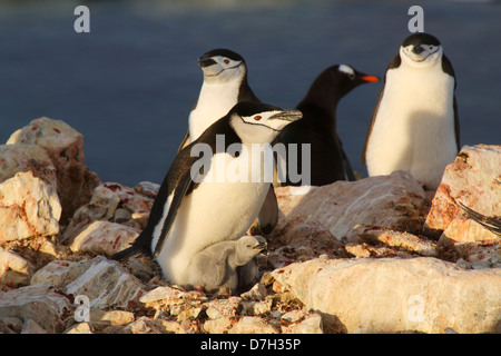 Gentoo pingouin, (Pygoscelis papua) et jugulaire Penguin, (Pygoscelis antarctica), colonie de l'île Booth, l'Antarctique. Banque D'Images