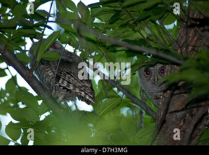 Fort Worth, Texas, USA. 7 mai 2013. Une paire de jeunes Western Screech Owls attendre leurs parents dans un arbre dans un quartier de banlieue dans la région de Ft. Worth, Texas. (Crédit Image : Photo : Ralph Lauer/ZUMAPRESS.com/Alamy Live News) Banque D'Images