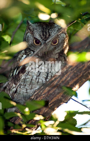 Fort Worth, Texas, USA. 7 mai 2013. Un petit hibou cherche des proies perché dans un orme dans un quartier de banlieue dans la région de Ft. Worth, Texas. (Crédit Image : Photo : Ralph Lauer/ZUMAPRESS.com/Alamy Live News) Banque D'Images