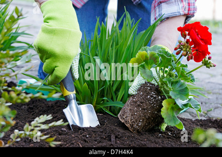 Jardiner, planter des fleurs, géranium rouge Banque D'Images