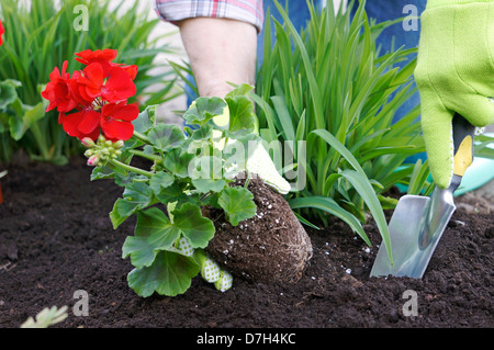 Jardiner, planter des fleurs, géranium rouge Banque D'Images