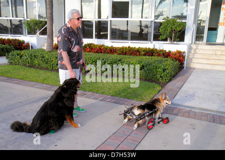 Miami Beach Florida,chiens,animaux de compagnie,corgi,avec myélopathie dégénérative canine,radiculomyélopathie dégénérative chronique,paralysie des membres arrière,désactivée Banque D'Images