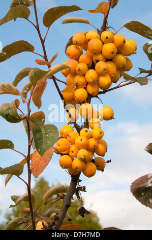 Pommier (Malus Golden Hornet), ce qui est ramitas avec des pommes sur un arbre Banque D'Images