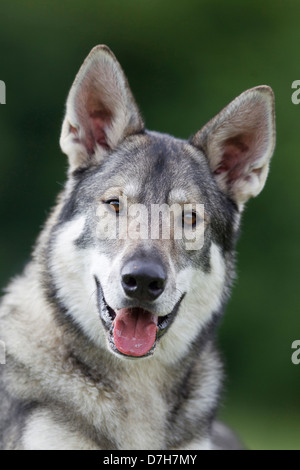 Portrait de chien inuit britannique Tamaskan adultes inuits britannique Dog Portraet eines erwachsenen Hundes Banque D'Images