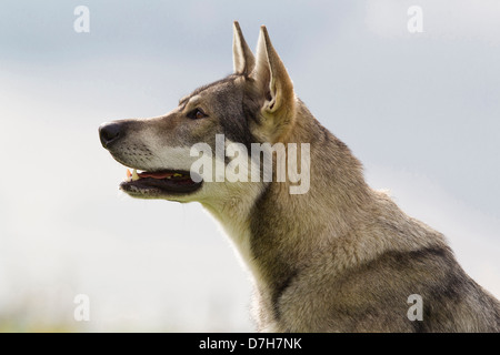 Portrait de chien inuit britannique d'adultes Banque D'Images