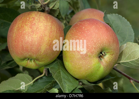 Apple (Malus domestica), variété : Belle de Boskoop rouge, fruit de l'arbre Banque D'Images