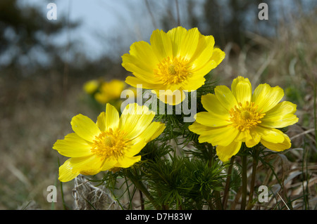 Adonis du printemps, le jaune des yeux Faisans (Adonis vernalis), flowering plant Banque D'Images