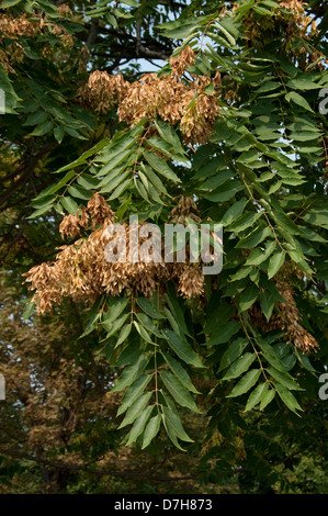 Arbre du Ciel (Ailanthus altissima), des branches avec des fruits Banque D'Images