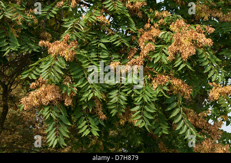 Arbre du Ciel (Ailanthus altissima), des branches avec des fruits Banque D'Images