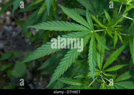Le Cannabis, le chanvre (Cannabis sativa), close-up of leaf Banque D'Images