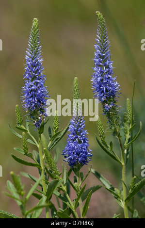 Véronique des champs (Veronica spicata enrichi), les hampes florales Banque D'Images