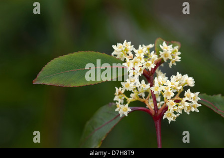 Le khat, Kath Tree (Catha edulis), rameau en fleurs Banque D'Images