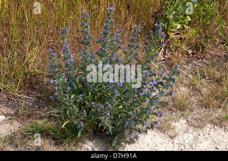 La vipère (Vipérine commune Echium vulgare), plante à fleurs Banque D'Images