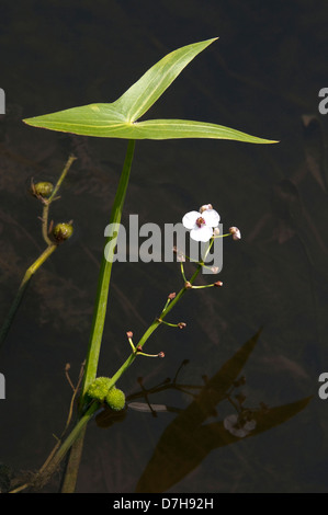 Les Sagittaires, sagittaires (Sagittaria sagittifolia), plante en fleurs dans l'eau Banque D'Images