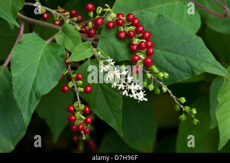 (Pigeonberry Rivina humilis), des rameaux de fleurs, mûr et fruit non mûr Banque D'Images