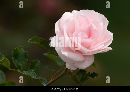 Rose (Rosa spec.), variété : aspirine, fleur Banque D'Images