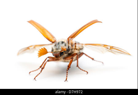 Catégorie : hommes, Melolontha melolontha, connu sous le nom de bug, peut-être Mitchamador, Billy sorcière ou Spang beetle, against white background Banque D'Images