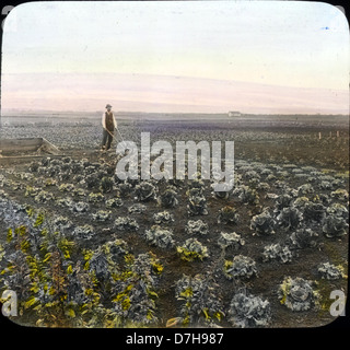 Une photographie des archives de l'OSU montrant des activités agricoles variées en Oregon au début du XXe siècle, avec un accent sur la culture maraîchère et les fraises, vers 1905-1910. Banque D'Images