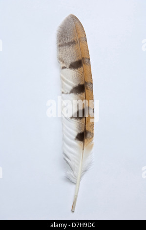Effraie des clochers Tyto alba en plumes de l'aile unique studio photo against white background Banque D'Images