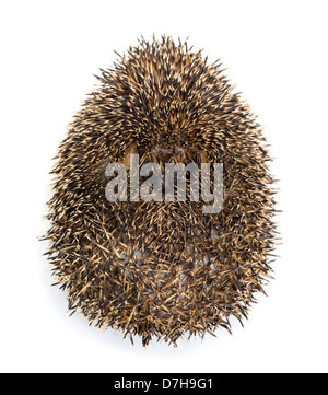 Hedgehog se recroquevilla contre fond blanc Banque D'Images