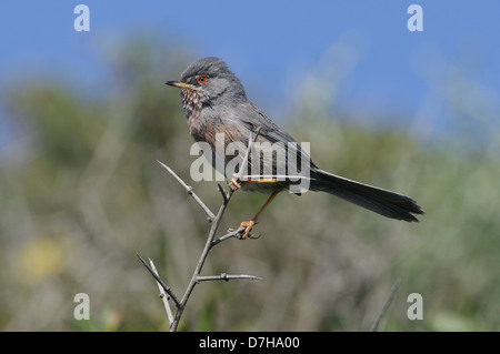 Dartford Warbler (Sylvia undata) sur l'ajonc bush, l'île de Giglio, en Toscane, Italie Banque D'Images