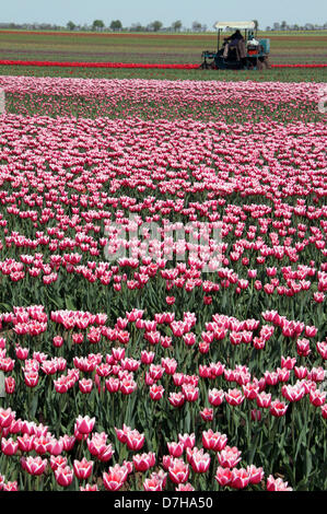 Un champ de tulipes est représenté à Schwaneberg, Allemagne, 03 mai 2013. Les différentes espèces de fleurs au printemps sont cultivées sur plus de 40 hectares. Photo : Peter Förster Banque D'Images