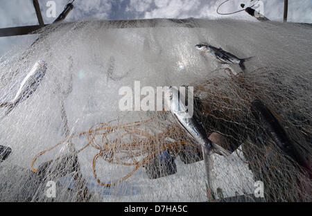 08 mai 2013, la province de Sarangani, PHIIPPINES, fraîchement pêché les poissons volants sont vus sur des filets de poisson séché sous le soleil dans la ville de Maitum, Sarangani Province. Séché spécial poisson volant mariné est un les meilleures spécialités de la ville de Maitum. Banque D'Images