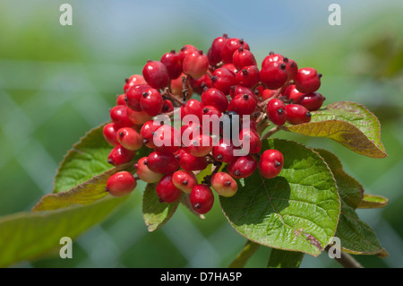 Wayfaring Tree, Hoarwithy Twistwood, arbre, repas (Viburnum lantana), petits fruits encore verts sur une branche Banque D'Images