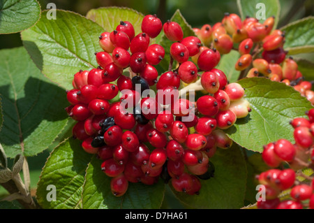 Wayfaring Tree, Hoarwithy Twistwood, arbre, repas (Viburnum lantana), petits fruits encore verts sur une branche Banque D'Images