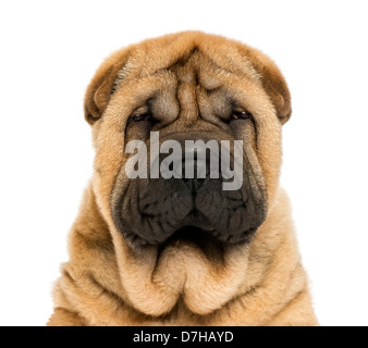 Close-up portrait of chiot Sharpei, 11 vieux weaks, against white background Banque D'Images