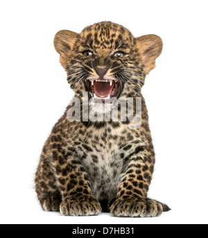 Spotted Leopard cub, Panthera pardus, 7 semaines, rugissant contre fond blanc Banque D'Images