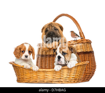 Sharpei, Cavalier King Charles, Bouledogue anglais chiots et Common Chaffinch en osier contre fond blanc Banque D'Images