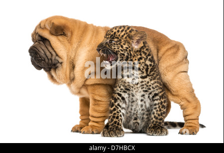 Shar Pei chiot debout sur un feu de spotted Leopard cub contre fond blanc Banque D'Images