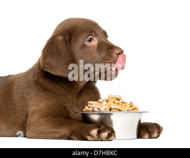 Close-up d'un Labrador Retriever Chiot Chien avec un bol, léchant ses lèvres l'âge de 2 mois, contre fond blanc Banque D'Images