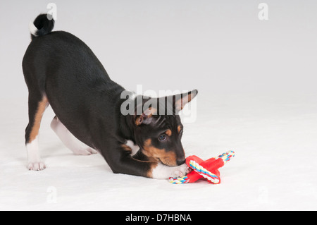 Deux chiots Basenji 9 semaines Playing with toy studio photo against white background Banque D'Images