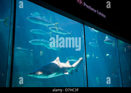 Dent de requin, Ragged-pièce prédateur, Two Oceans Aquarium, Victoria & Alfred Waterfront, Cape Town, Afrique du Sud Banque D'Images