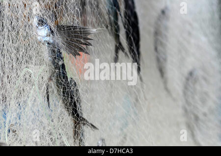 08 mai 2013, la province de Sarangani, PHIIPPINES, fraîchement pêché les poissons volants sont vus sur des filets de poisson séché sous le soleil dans la ville de Maitum, Sarangani Province. Séché spécial poisson volant mariné est un les meilleures spécialités de la ville de Maitum. Banque D'Images