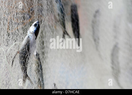 08 mai 2013, la province de Sarangani, PHIIPPINES, fraîchement pêché les poissons volants sont vus sur des filets de poisson séché sous le soleil dans la ville de Maitum, Sarangani Province. Séché spécial poisson volant mariné est un les meilleures spécialités de la ville de Maitum. Banque D'Images