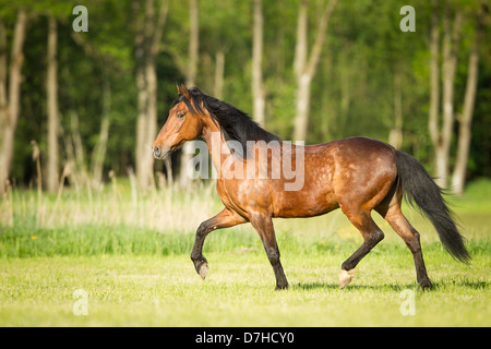 Cheval andalou Bay stallion trotting pasture Banque D'Images