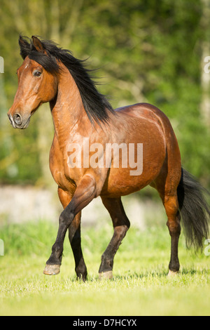 Cheval andalou Bay stallion trotting pasture Banque D'Images