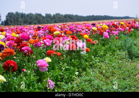 Un champ de fleurs (Ranunculus) Banque D'Images